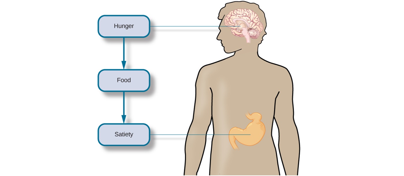 Regulation of Food Intake | College of Medicine, University of Nigeria ...
